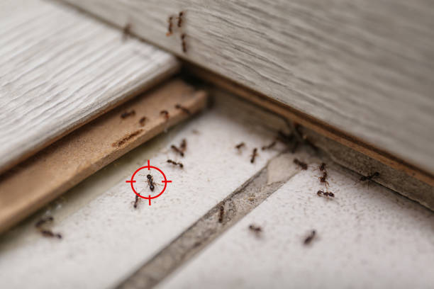 Best Insect Control  in North Vernon, IN