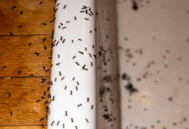 Best Best Pest Control Near Me  in North Vernon, IN